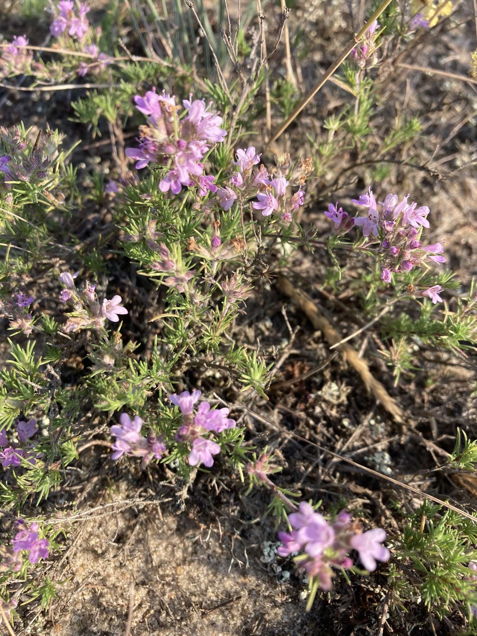 Image of Thymus borysthenicus Klokov & Des.-Shost.