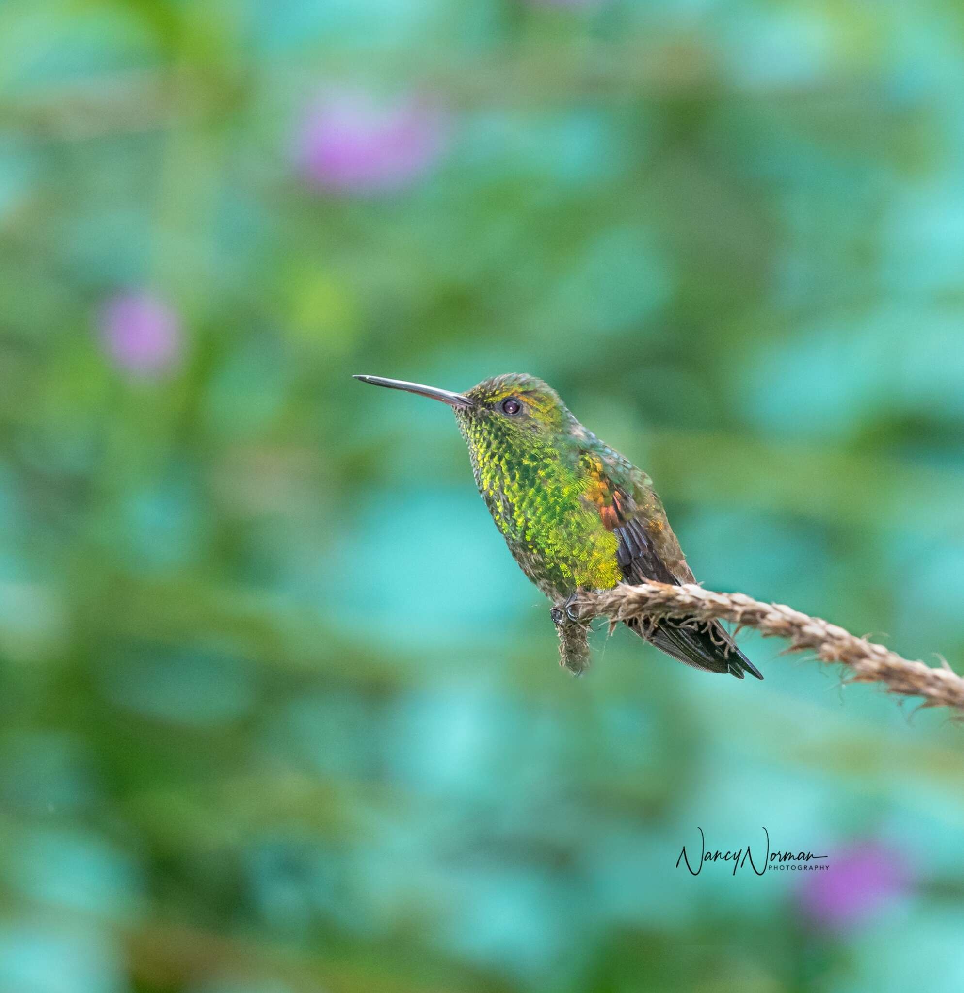 Image of Copper-rumped Hummingbird