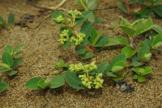 Sivun Euphorbia atoto G. Forst. kuva