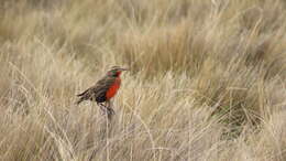 Image of Pampas Meadowlark