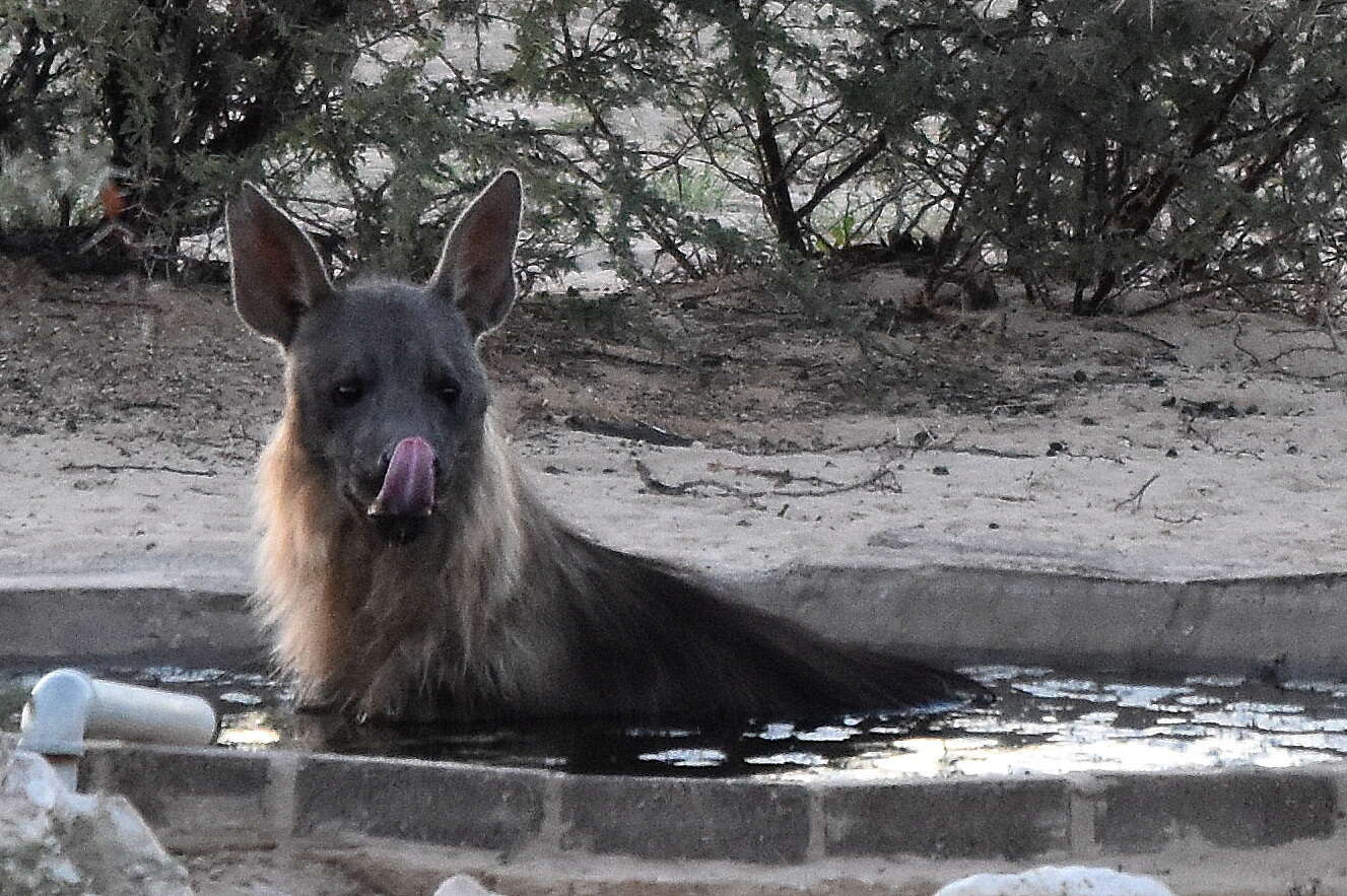 Image of Brown Hyena -- Brown Hyaena