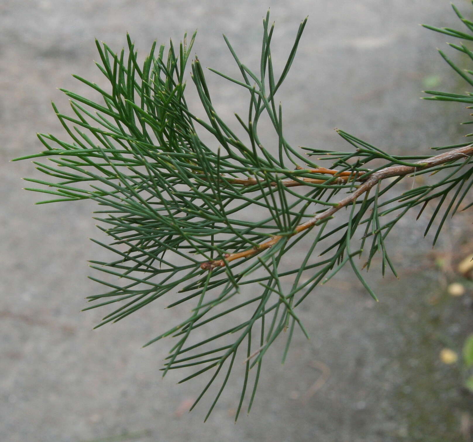 Image of Hakea drupacea (C. F. Gaertn.) Roem. & Schult.