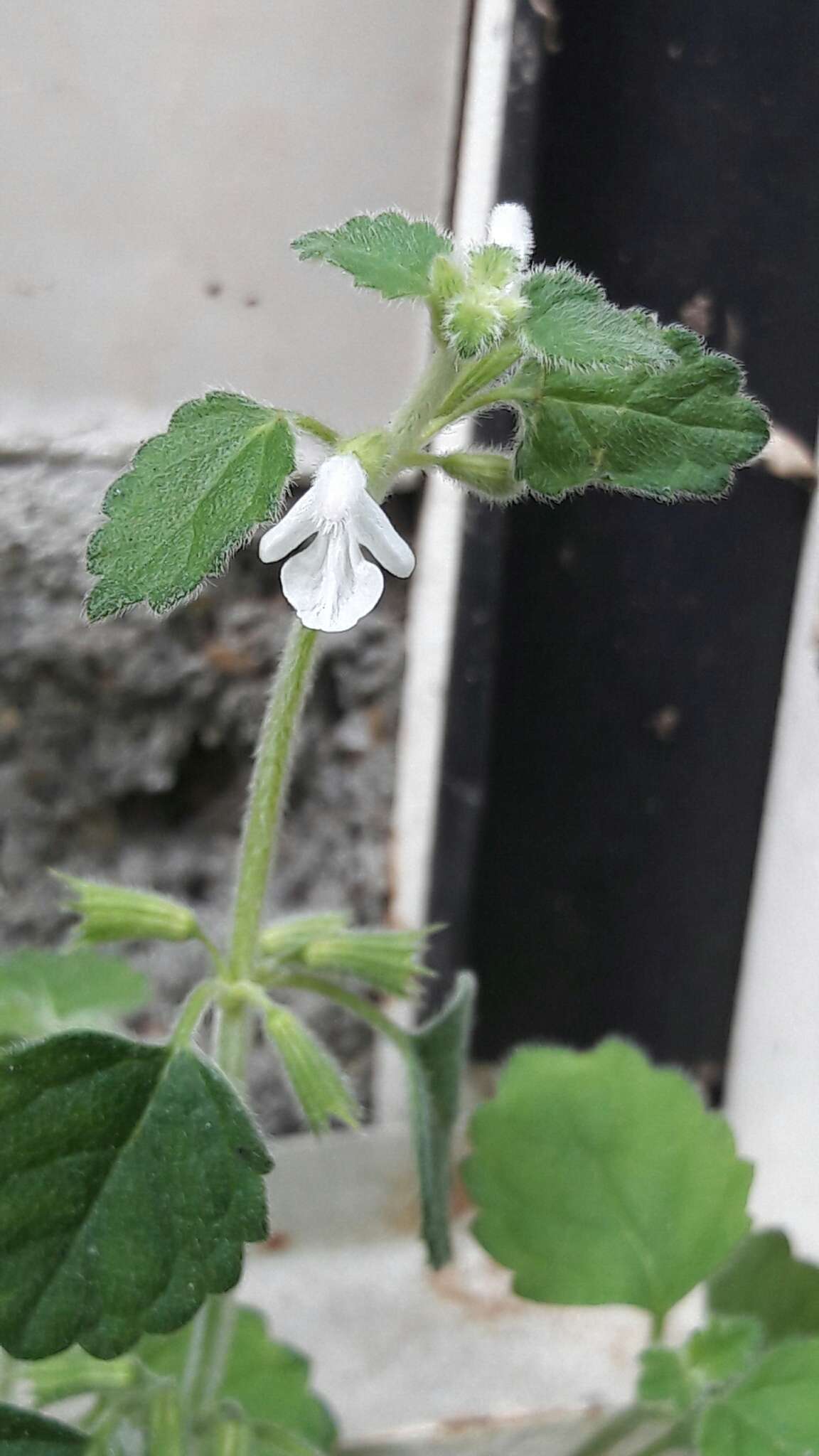 Image of Leucas chinensis (Retz.) Sm.