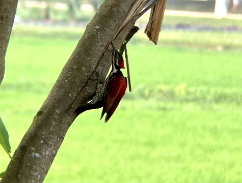 Image of Lesser Crimson-backed Flameback