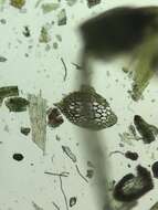 Image of Isopterygiella pulchella (Hedw.) Ignatov & Ignatova