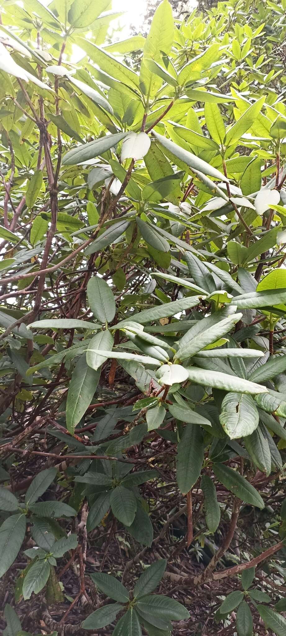 Image of Rhododendron barbatum Wall. ex G. Don