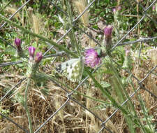 Image of Eastern Bath White