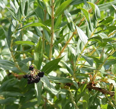 Image of Coriaria myrtifolia L.