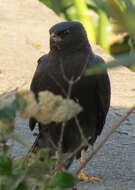 Imagem de Accipiter melanoleucus melanoleucus Smith & A 1830