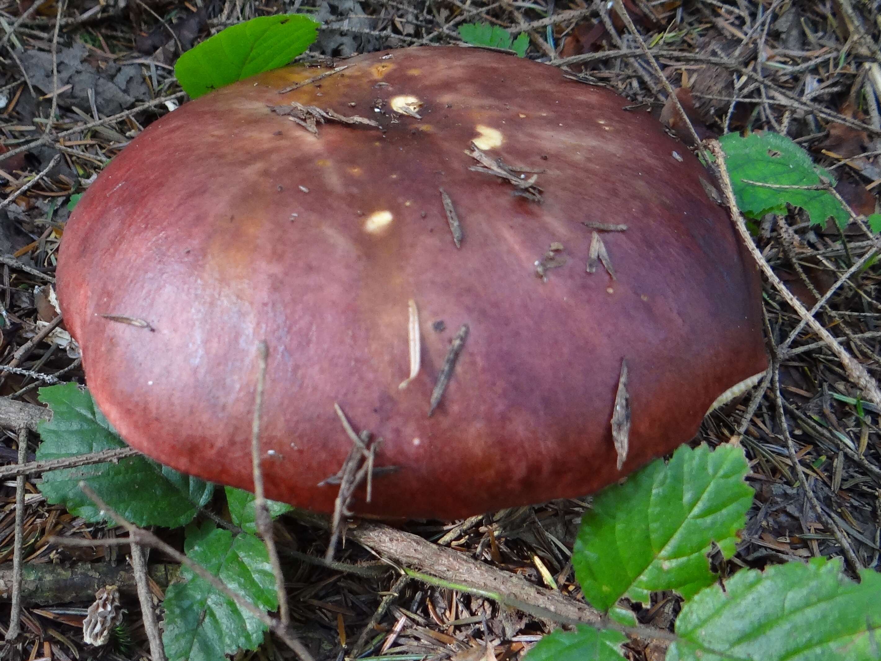 Image of Russula integra