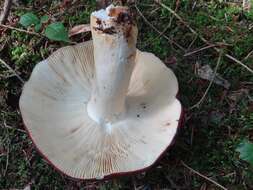 Image of Russula integra