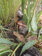 Image of Protea vogtsiae Rourke