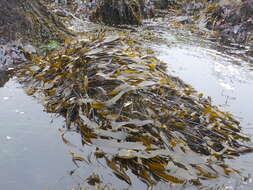 Image de Laminaria sinclairii