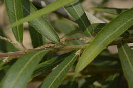 Image of Willow-Leaved Water Croton