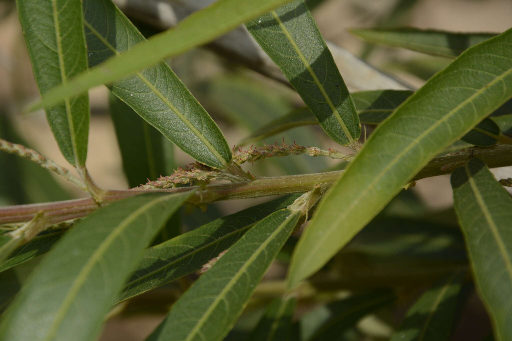 Image of Willow-Leaved Water Croton