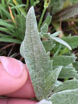 Image of hoary balsamroot