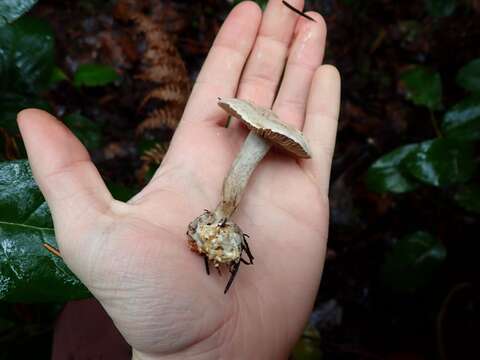 Image of Clitocybe sclerotoidea (Morse) H. E. Bigelow 1958