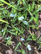 Image of Commelina auriculata Blume