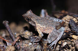 Image of Megophrys minor Stejneger 1926