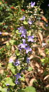 Image de Campanula pyramidalis L.