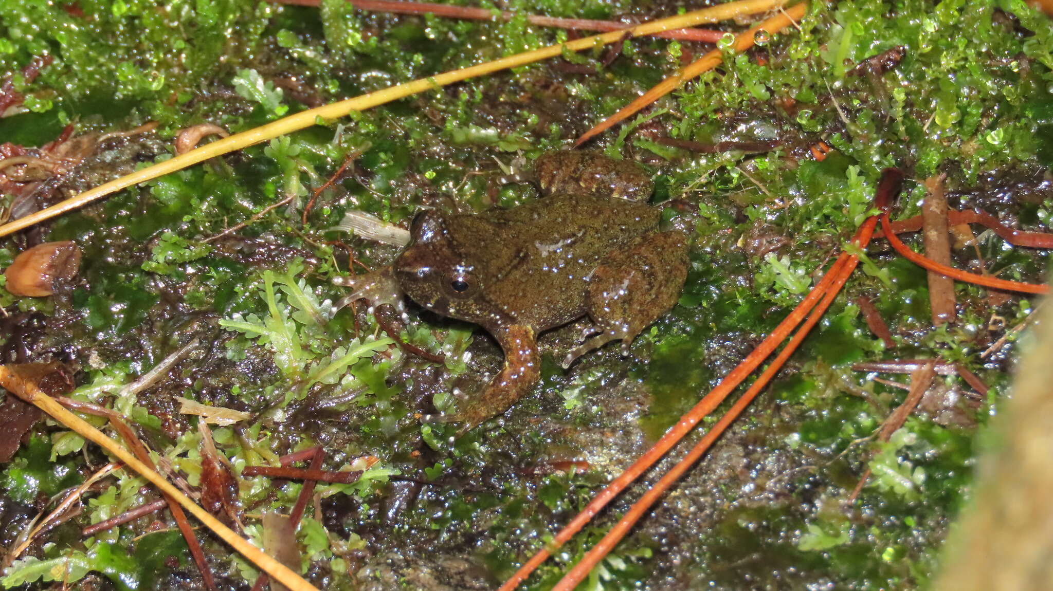 Image of Barrio's Frog