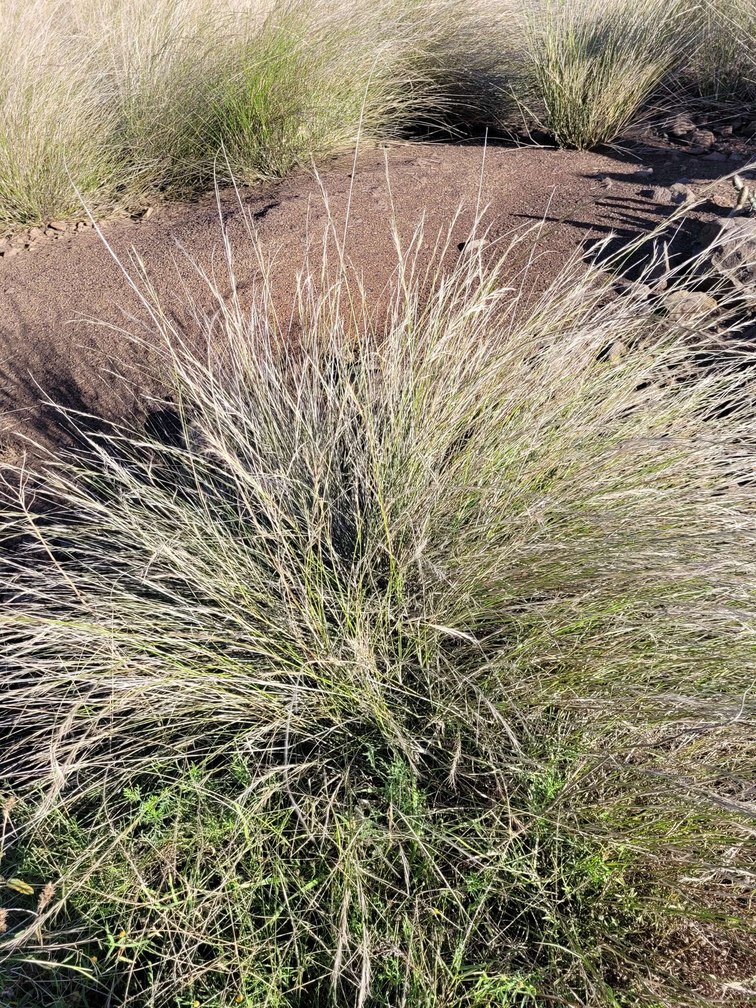 Image of Aristida ramosa R. Br.