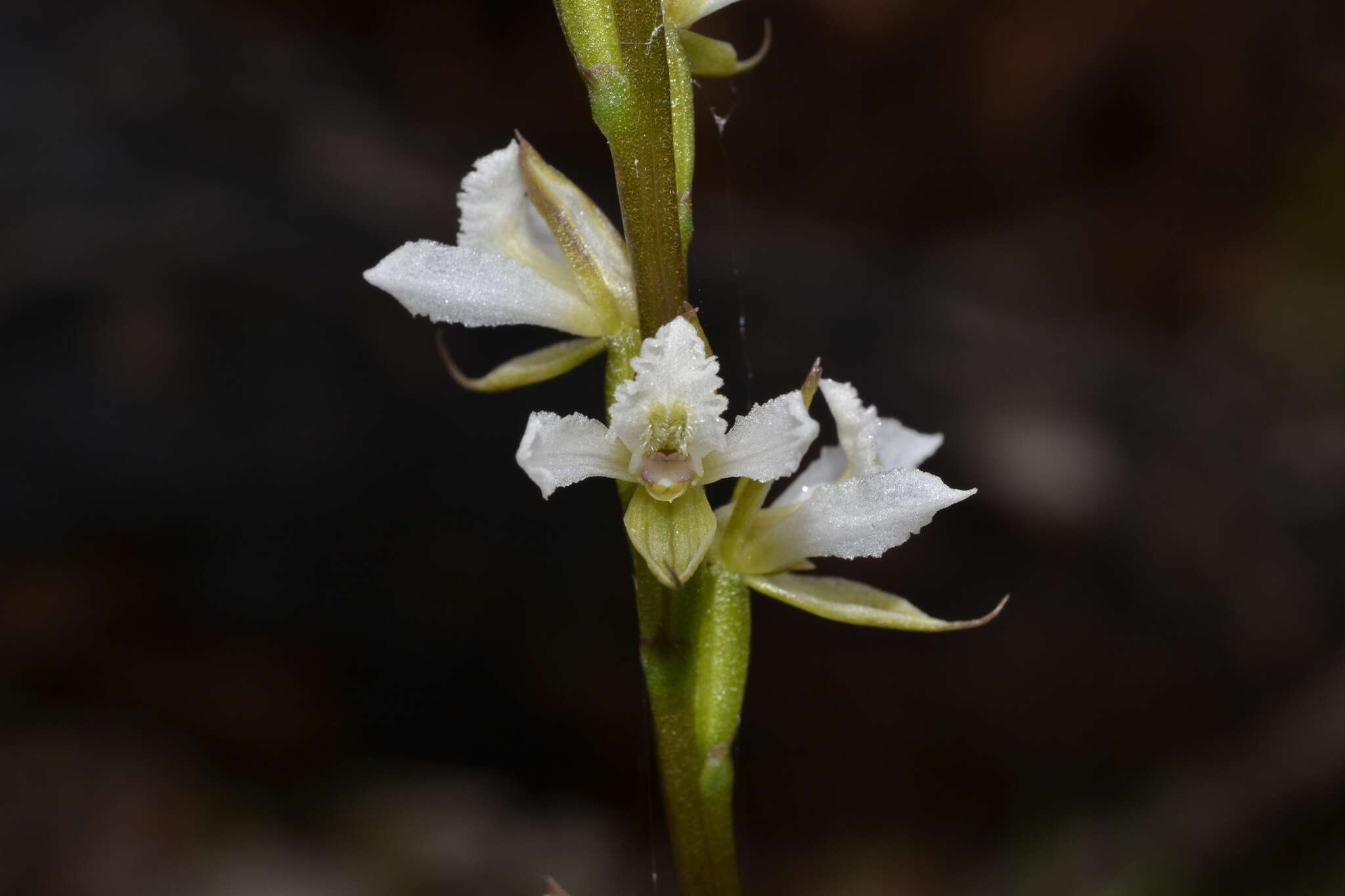 Image of Yawning leek orchid