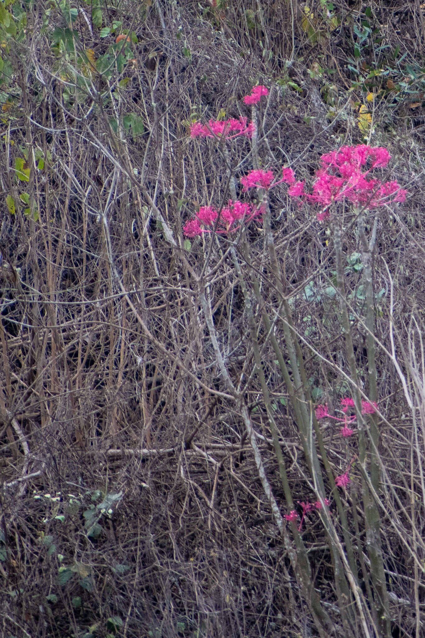 Image of Vasconcellea parviflora A. DC.