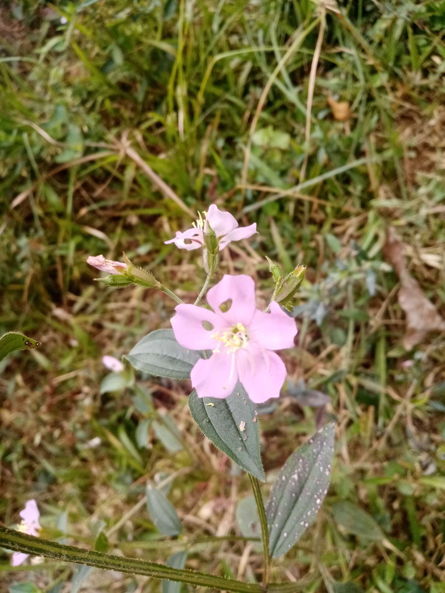 Pterogastra divaricata (Bonpl.) Naud.的圖片