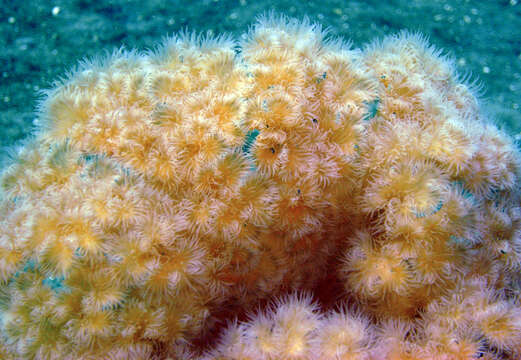 Image of brown sea anemone