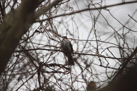 Image of Chestnut Bulbul