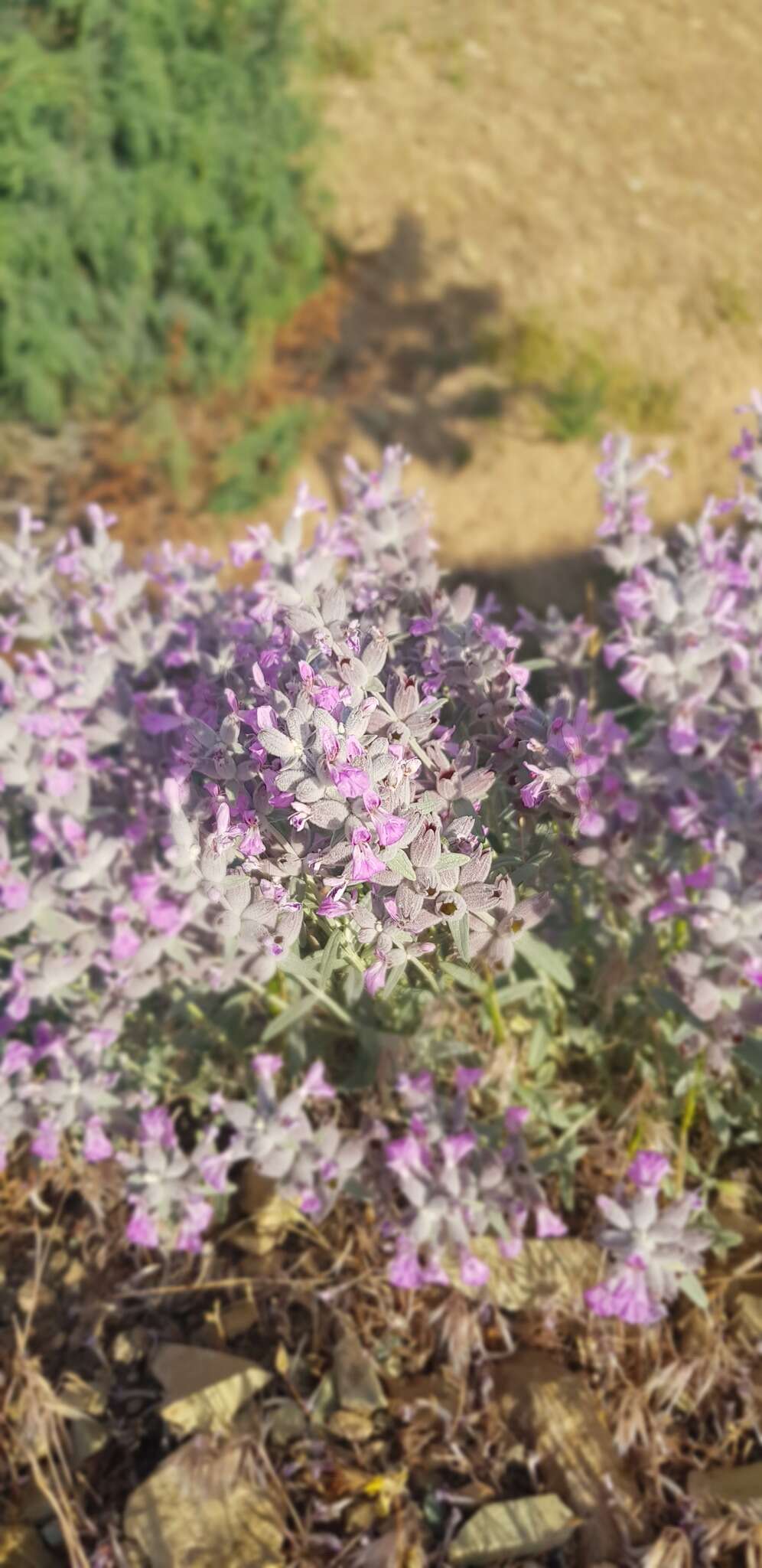 Слика од Stachys inflata Benth.