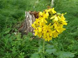 Image de Ligularia thyrsoidea (Ledeb.) DC.