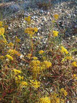 Image of narrowleaf yellowtops