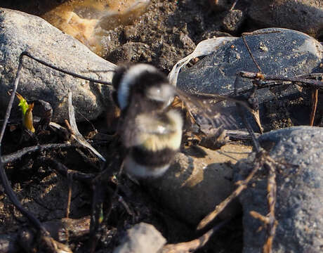 Image of Bombus patagiatus Nylander 1848