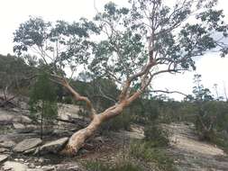 Image of Eucalyptus prava L. A. S. Johnson & K. D. Hill