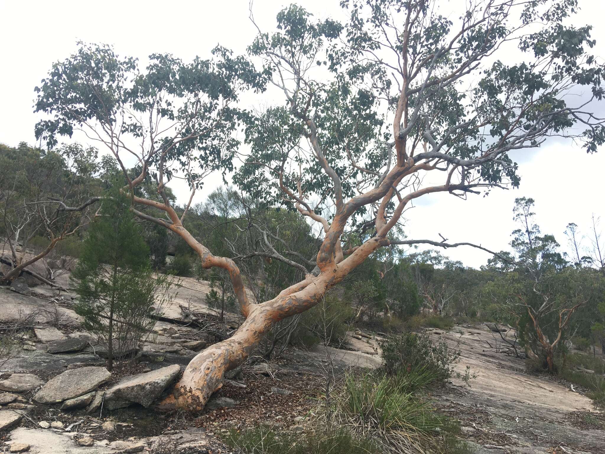 Image de Eucalyptus prava L. A. S. Johnson & K. D. Hill