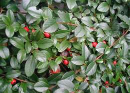 Image of coral beauty cotoneaster