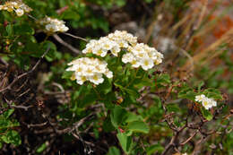 Image of Asian meadowsweet