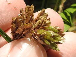 Image of woodrush flatsedge