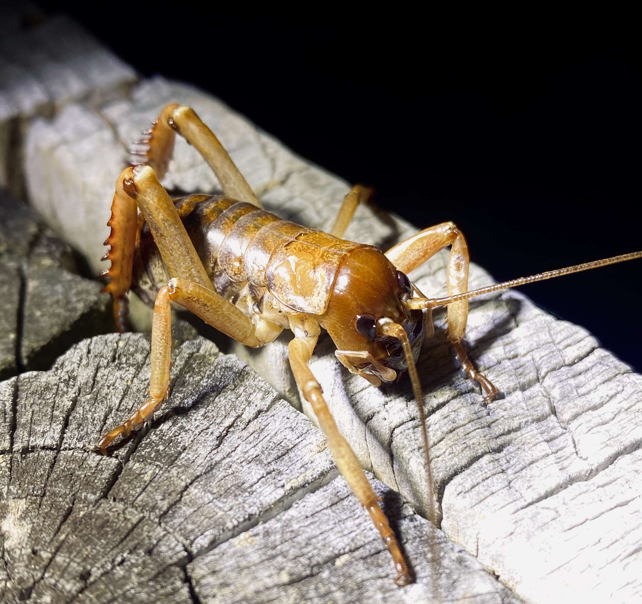 Image of Hemideina ricta Hutton 1896