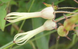 Image de Riocreuxia torulosa (E. Mey.) Decne.