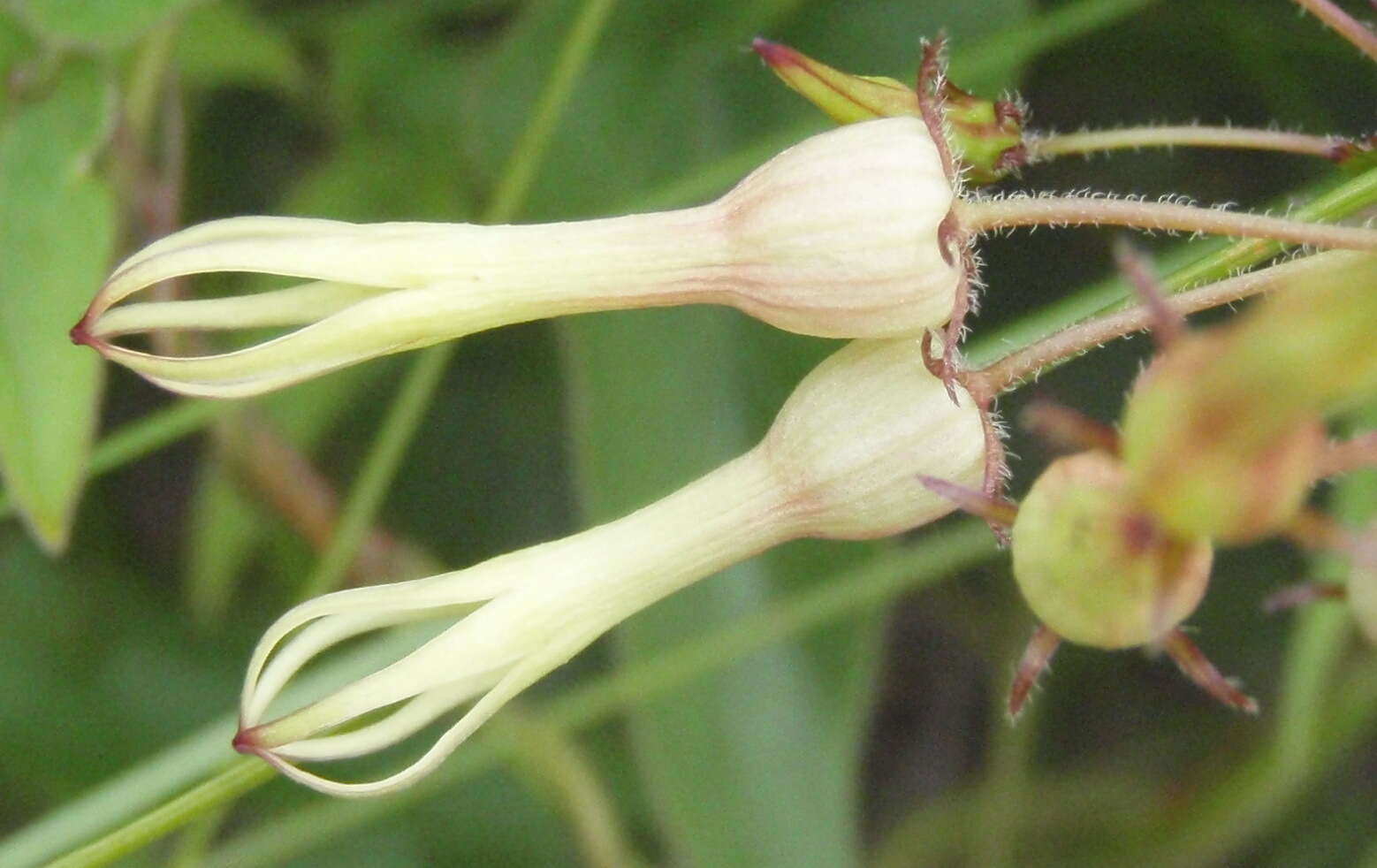 Image de Riocreuxia torulosa (E. Mey.) Decne.