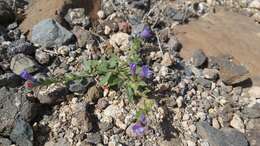 Image of Echium bonnetii Coincy