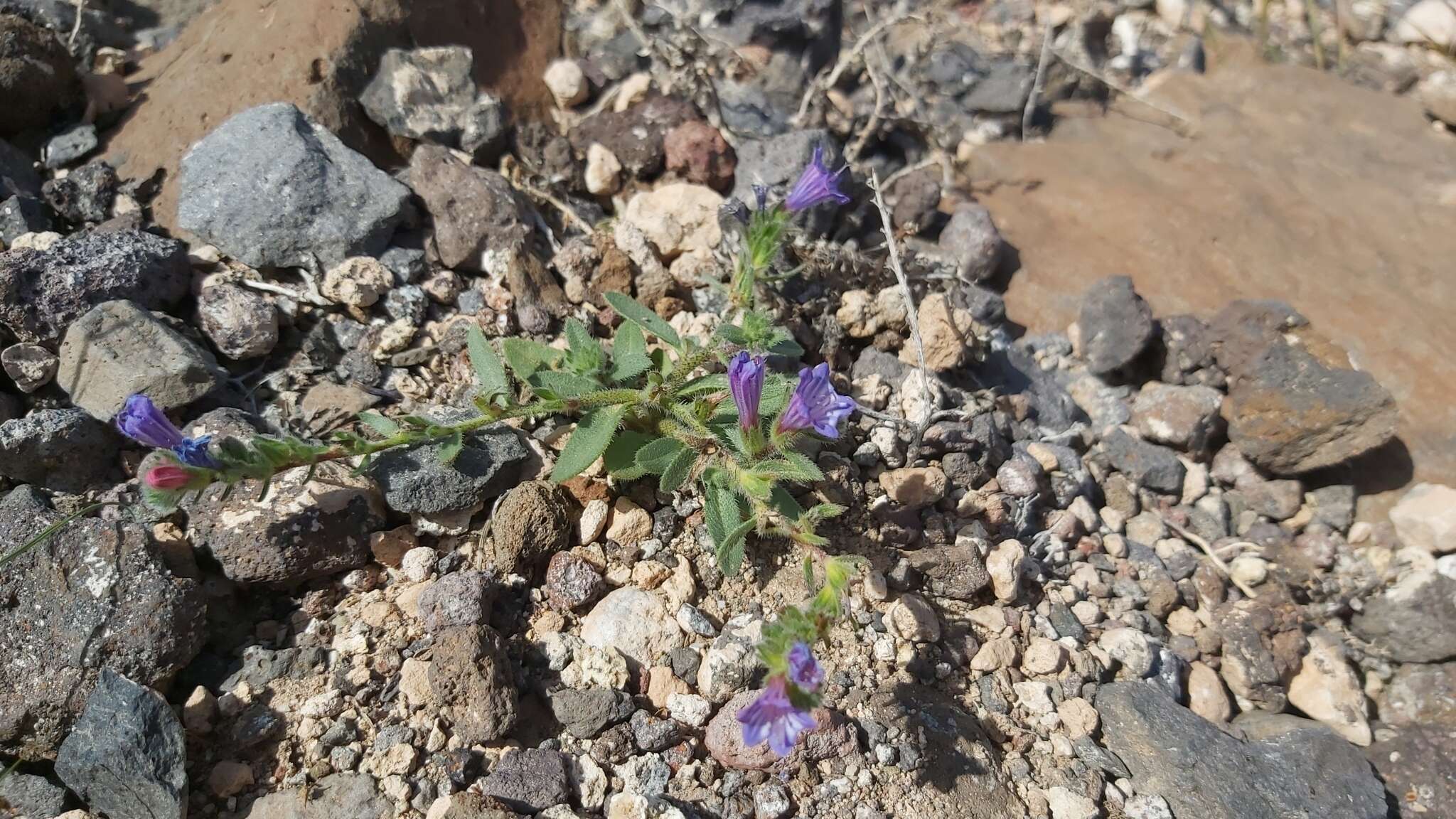 Echium bonnetii Coincy的圖片