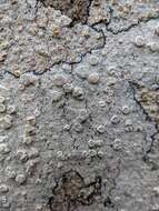 Image of Lecanora subpallens