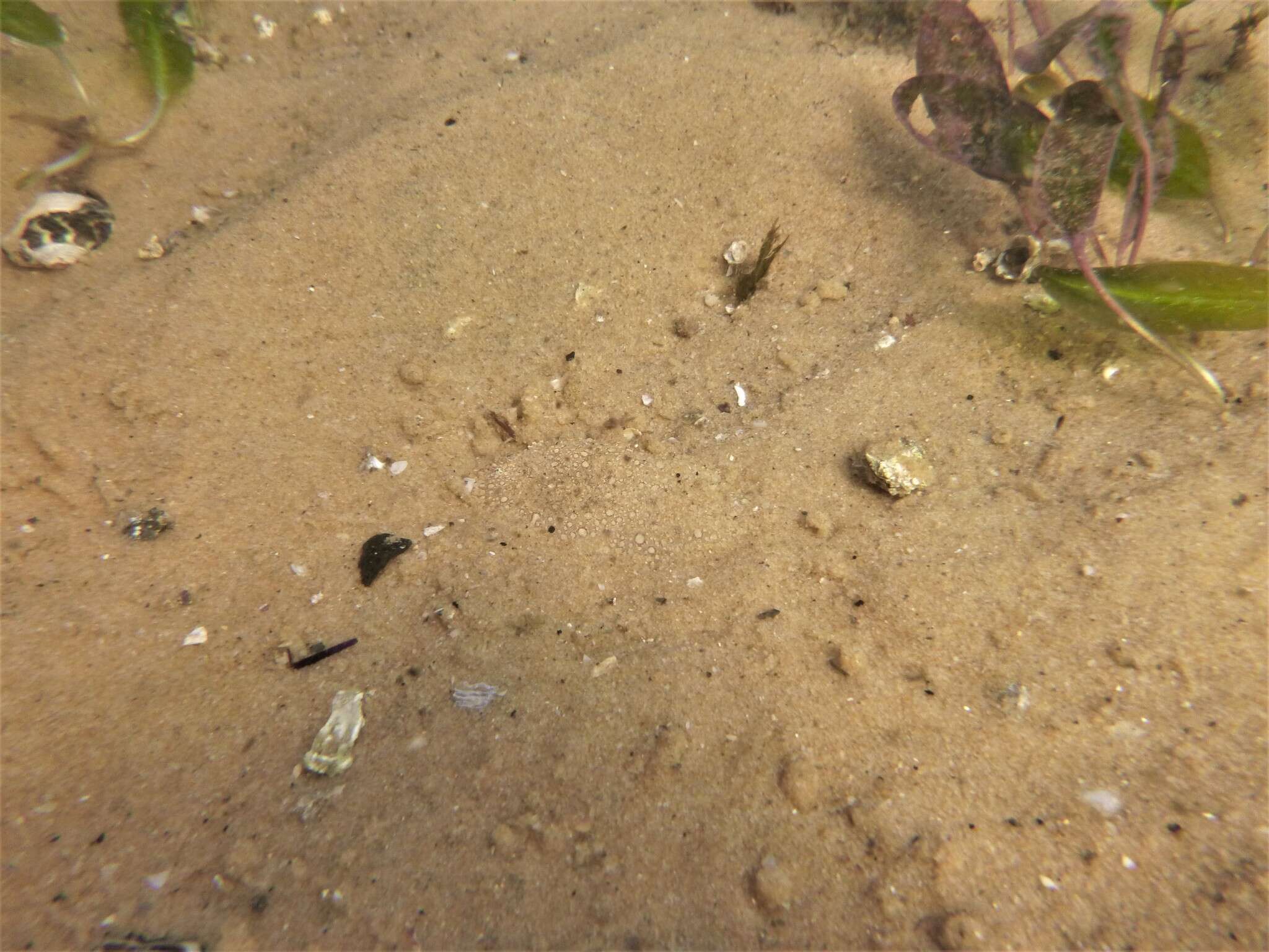 Image of Southern peacock sole