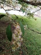 Image of Zygia longifolia (Willd.) Britton & Rose