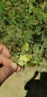 Image of Montanoa leucantha subsp. arborescens (A. P. DC.) V. A. Funk