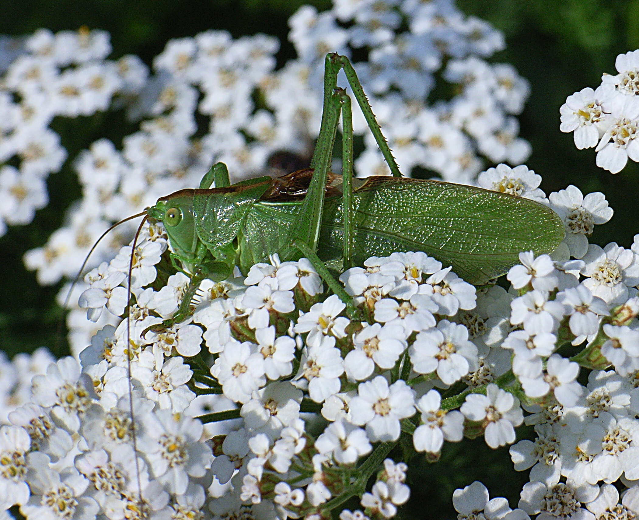 Image of upland green bush-cricket